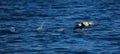 King eider taking flight on the water Royalty Free Stock Photo