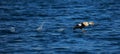 King eider taking flight on the water