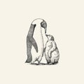 King or Emperor penguin chick. Adult with juveniles. Animal Moms and Babies. Cute small nestling. Vector graphics black Royalty Free Stock Photo
