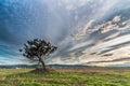 The king of the field, Pinus pinaster