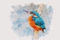 King fisher bird on a branch watercolor Royalty Free Stock Photo
