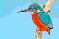 King fisher bird on a branch illustration Royalty Free Stock Photo