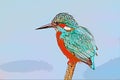 King fisher bird on a branch illustration Royalty Free Stock Photo