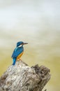 King fisher bird on a broken branch Royalty Free Stock Photo