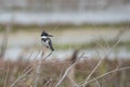 King Fisher bird sitting on a branch Royalty Free Stock Photo