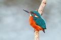 King fisher bird on a branch Royalty Free Stock Photo