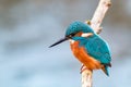 King fisher bird on a branch Royalty Free Stock Photo