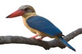 King fisher isolated Royalty Free Stock Photo