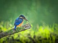 Kingfisher with Dragonfly nymph