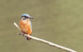 King Fisher seating on a branch