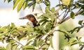 King fisher sitting on tree