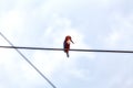 A King Fisher, a tropical bird, is sitting on a power line Royalty Free Stock Photo