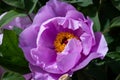 King of flowers, Chinese peony