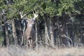 King of the forest Royalty Free Stock Photo