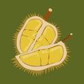 King of fruit also known as durian that has been cut and split open, ready to eat. Cartoon vector illustration.
