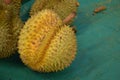 King of Fruit Durian tropical fruit backgroundn