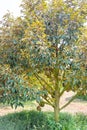 King of fruit Durian, tropical fruit on the tree