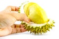 King of fruits, durian isolated on white background, durian is a smelly fruits.