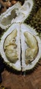 The king fruits durian from indonesian