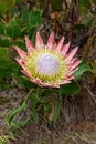 A King or Giant Protea Royalty Free Stock Photo