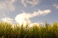 King grass blades at sunset Royalty Free Stock Photo