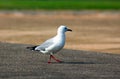 King gulls sit on a ground. South Africa