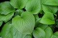 King of Heart leaves green plant background. Big tropical exotic leaf