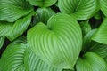 King of Heart leaves green plant background. Big tropical exotic leaf