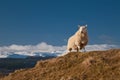 King of the Hill - Sheep Above Loch Tay Scotland Royalty Free Stock Photo