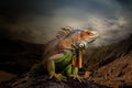 The king of Iguana on the Land Royalty Free Stock Photo