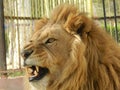 King jungle lion in the zoo, beautiful animal Royalty Free Stock Photo