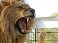 King jungle lion in the zoo, beautiful animal Royalty Free Stock Photo