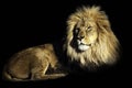 The king of the jungle Royalty Free Stock Photo