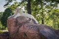 King of the jungle lion relaxes on a rock Royalty Free Stock Photo