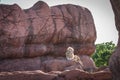 King of the jungle lion relaxes on a rock Royalty Free Stock Photo