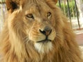 King jungle lion in the zoo, beautiful animal Royalty Free Stock Photo