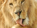 King jungle lion in the zoo, beautiful animal Royalty Free Stock Photo