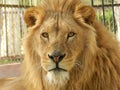 King jungle lion in the zoo, beautiful animal Royalty Free Stock Photo