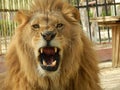 King jungle lion in the zoo, beautiful animal