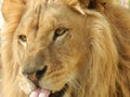 King jungle lion in the zoo, beautiful animal Royalty Free Stock Photo