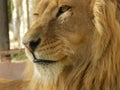 King jungle lion in the zoo, beautiful animal Royalty Free Stock Photo