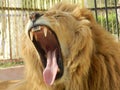 King jungle lion in the zoo, beautiful animal Royalty Free Stock Photo