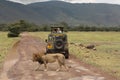 Male lion on safari in Ngorongoro Tanzania Royalty Free Stock Photo