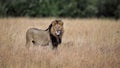 The King, lion in Masai Mara