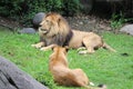 King lion and Queen lioness Royalty Free Stock Photo