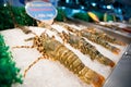 King lobsters lie on a counter with ice for sale
