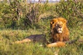 King of Masai Mara. Portrait of lion. Kenya Royalty Free Stock Photo
