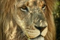 The king needs a rest too. Closeup cropped shot of a majestic lion relaxing in the shade.