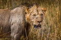 King og the jungle. Male lion in the grasslands of the Amboseli National Park Royalty Free Stock Photo