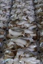 King oyster or Eringi mushroom pack in foam tray